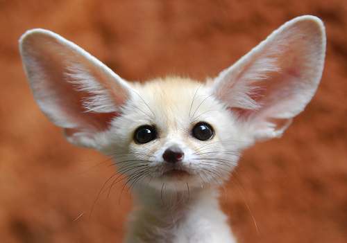 fennecfox