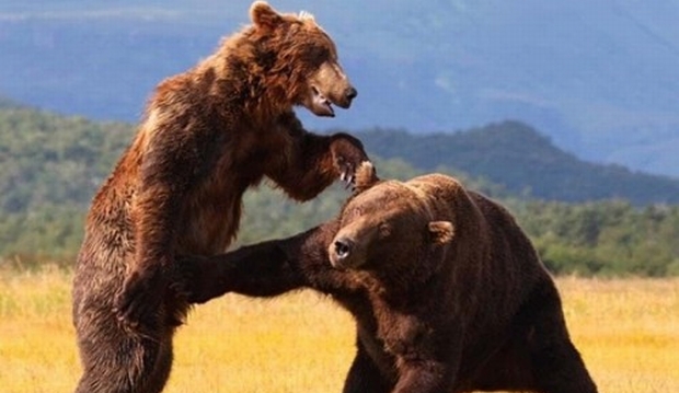 136652-bears 136652-bears